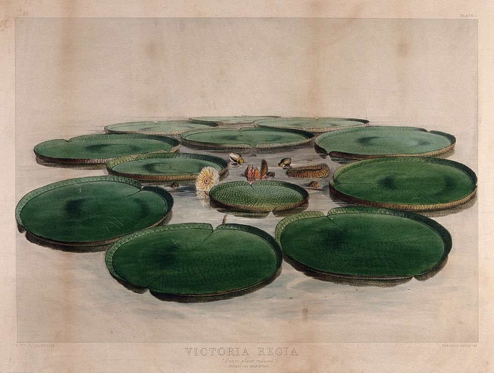 Giant water lily (Victoria amazonica): entire flowering plant with floating leaves. Coloured lithograph by W. Fitch, c.…