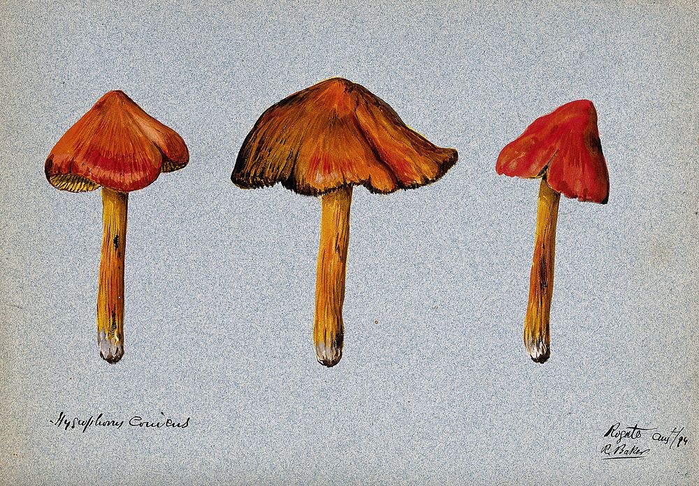 A fungus (Hygrocybe conica): three fruiting bodies. Watercolour by R. Baker, 1894.