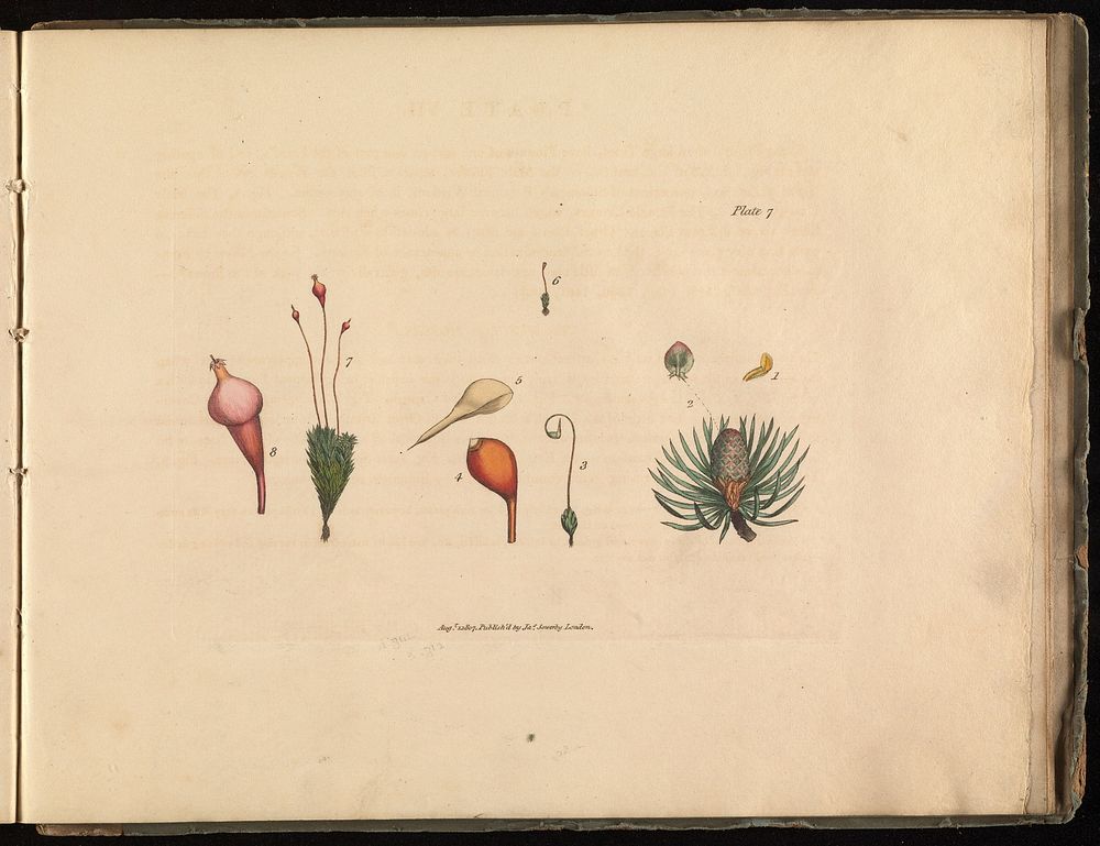 A botanical drawing-book: or, an easy introduction to drawing flowers according to nature / [James Sowerby].