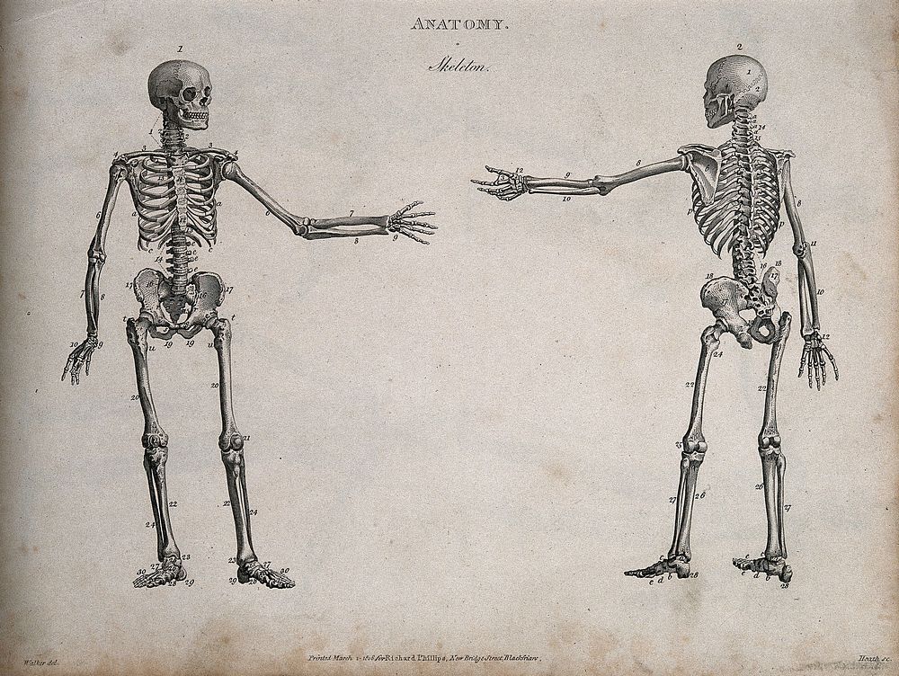 Human skeleton with left arm extended: front and back views. Line engraving by Heath, after Walker, 1806.