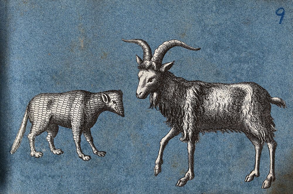 A goat and an unidentified animal. Cut-out engravings pasted onto paper, 16--.