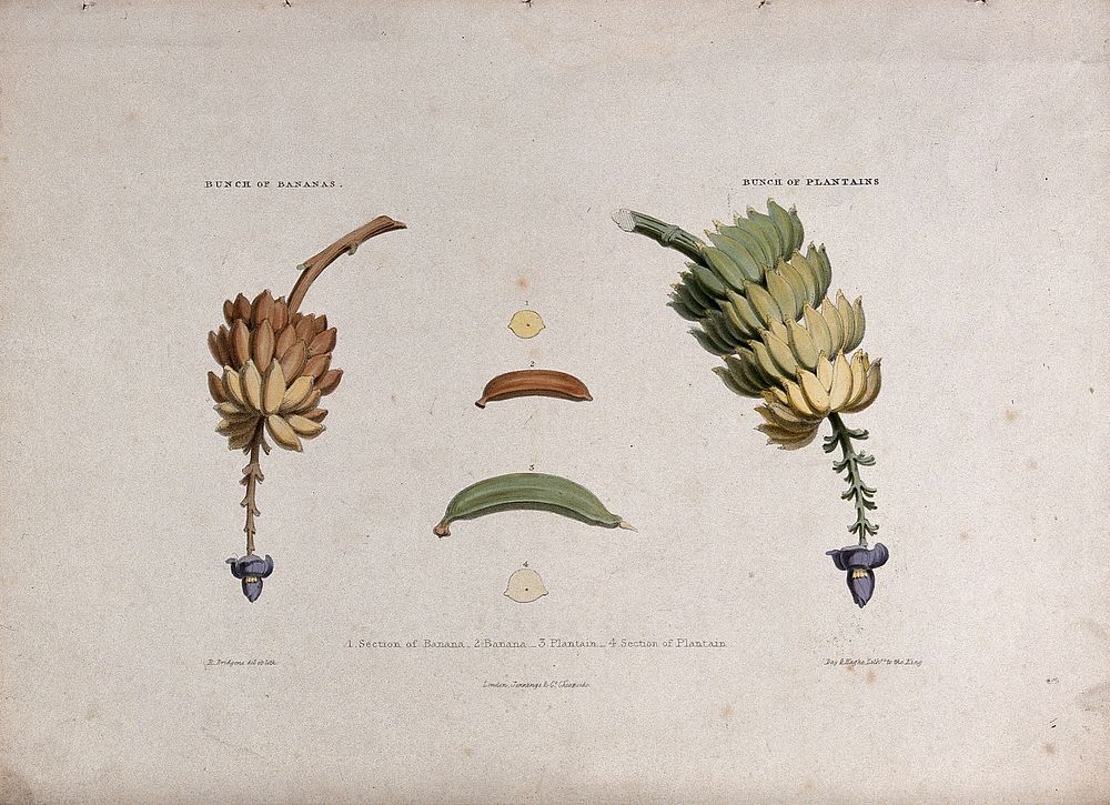 A bunch of bananas (Musa species) and a bunch of plantains (Musa x paradisiaca). Coloured lithograph by R. Bridgens, c.…