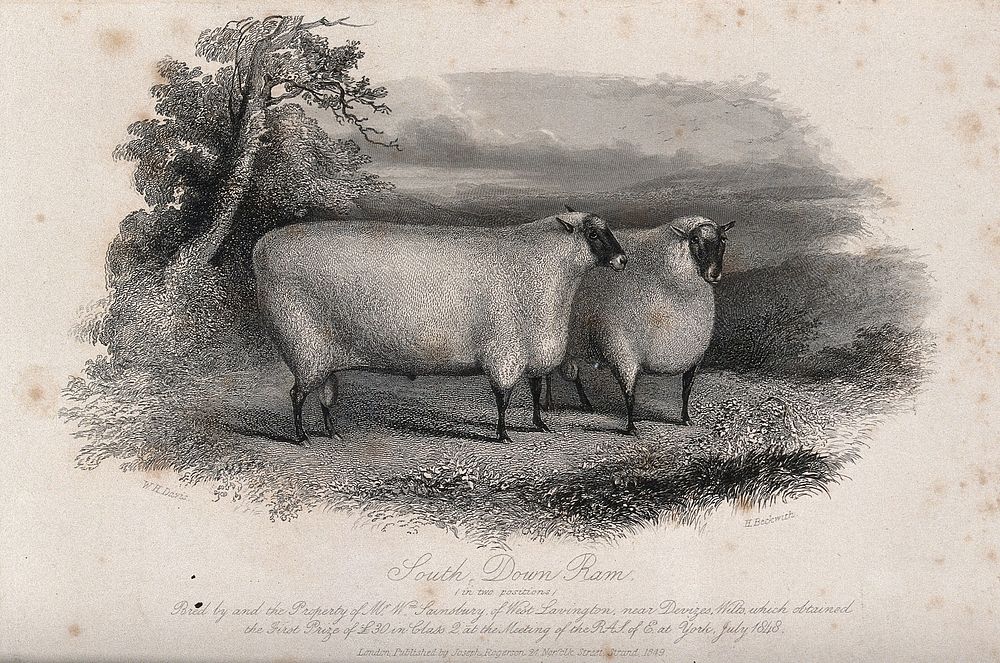 A South Down ram viewed in two positions. Etching by H. Beckwith, ca 1849, after W.H. Davis.