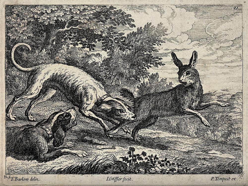 A hare is bitten by a dog in its hind leg while another dog is growling at it. Etching by J. Griffier after F. Barlow.