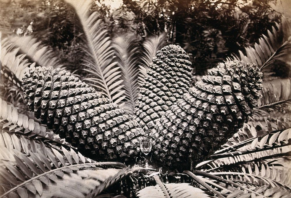 A cycad plant (Zamia species) with three large fruit. Photograph.