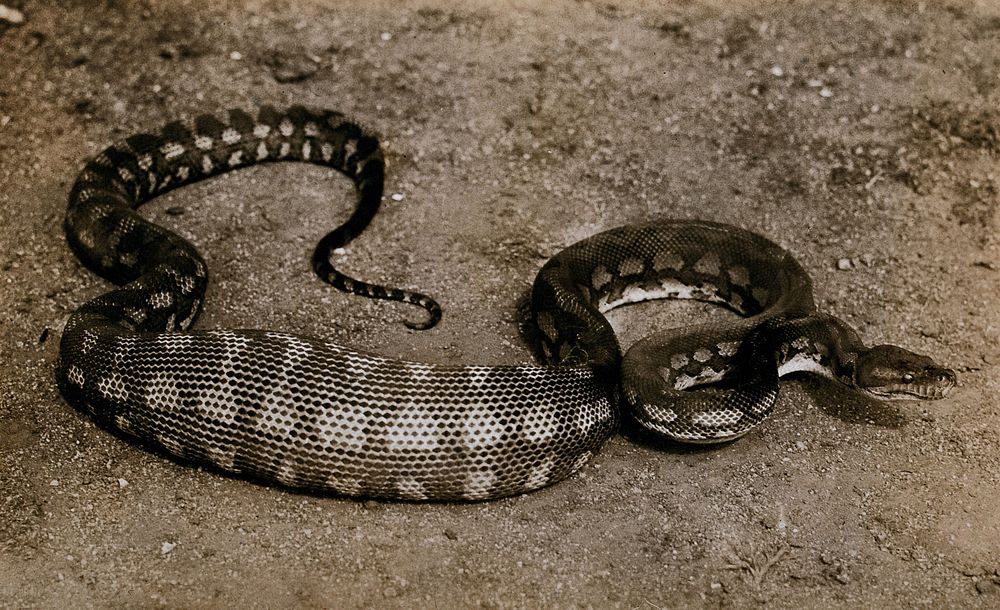 Australian snake: a diamond python (Python spilotes). Photograph, 1900/1920.