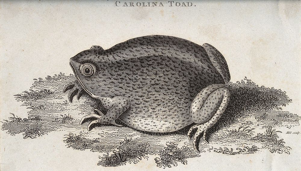 A carolina toad sitting on a patch of grass. Etching by Hill.