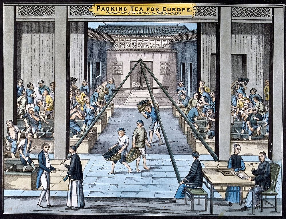 A tea plantation in China: workers tread down congou tea into chests. Coloured lithograph.