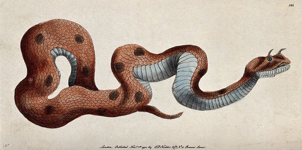 A horned viper. Coloured engraving, ca. 1792.