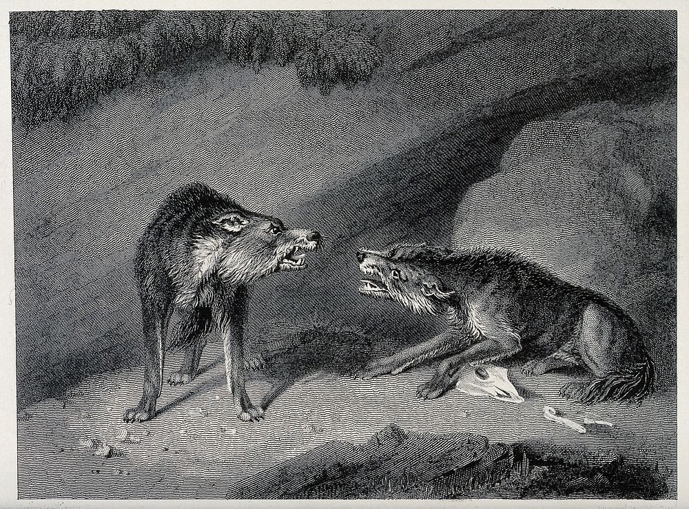 Two wolves snarling at each other over a bone. Etching after J Howitt.