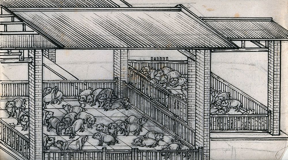 Interior of a Chinese pig-sty. Ink drawing, China, 18--.