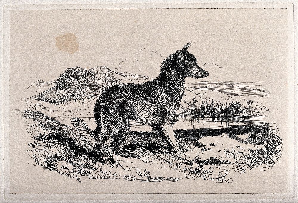 A dog in a landscape, facing right. Etching after E.H. Landseer, 1825.