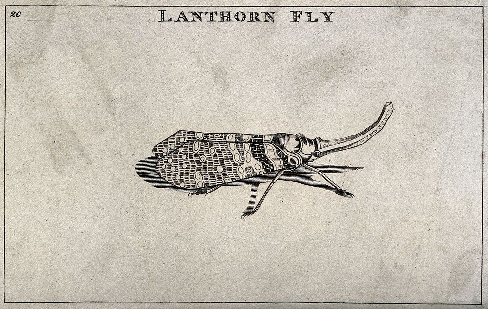 A lanthorn fly. Engraving.