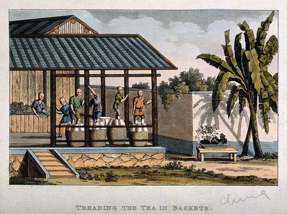 A tea plantation in China: workers tread the tea in baskets. Coloured aquatint, early 19th century.