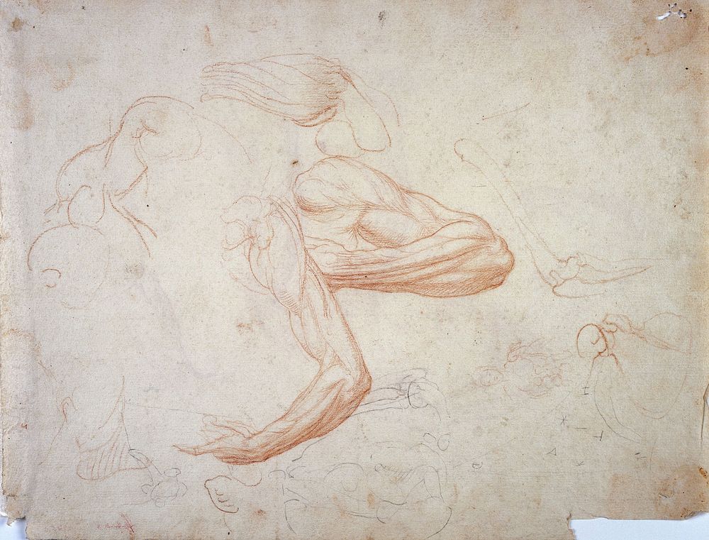 Muscles and bones of the arm and forearm. Chalk drawing attributed to Giovanni Ambrogio Figino.