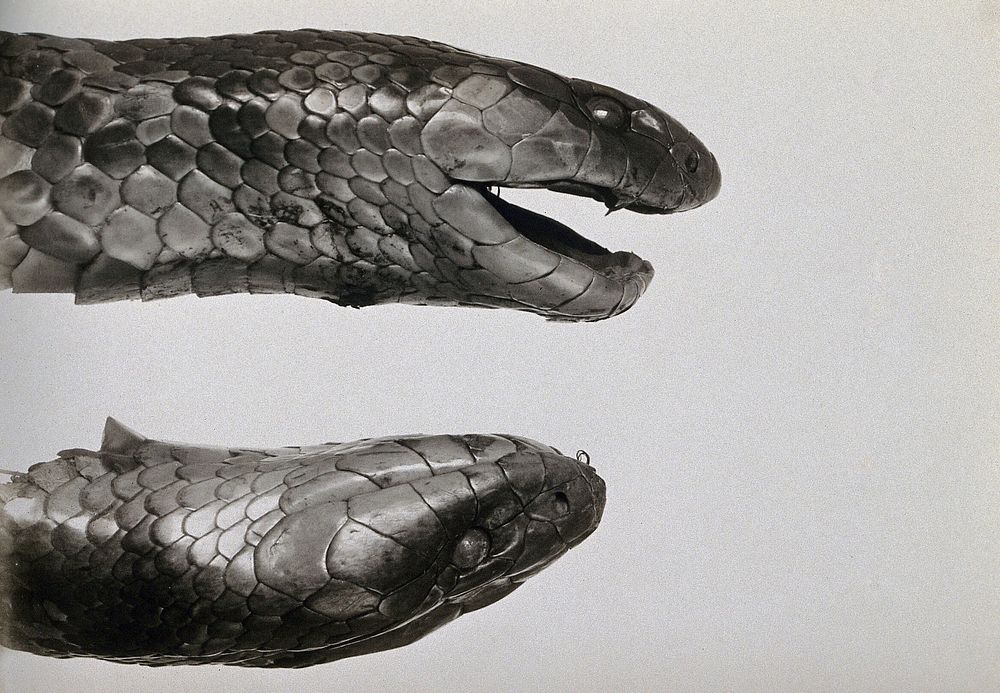 Australian snakes (Pseudechis australis): the heads of two snakes. Photograph, 1900/1920.