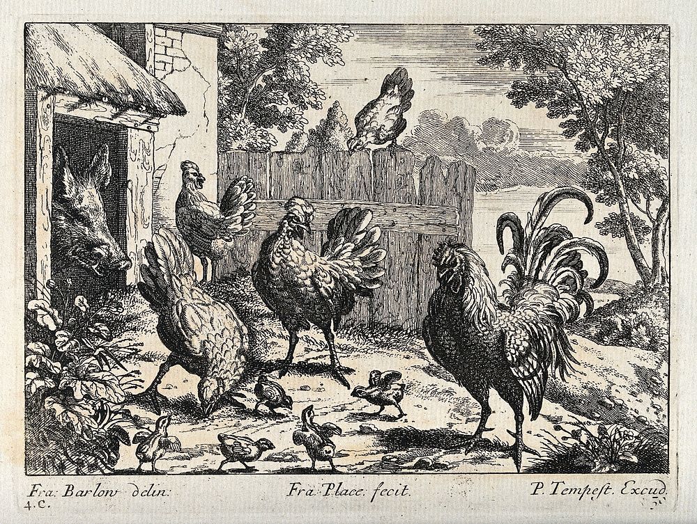 A cockerel with hens and chicks looking for food outside a pig sty. Engraving by P. Tempest, ca. 1690, after F. Barlow.