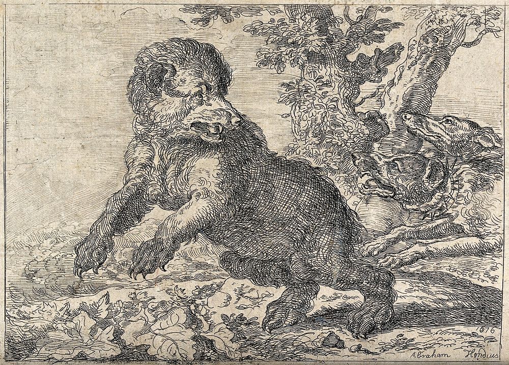Two hunting dogs chasing a bear in a forest. Etching after A. Hondius.