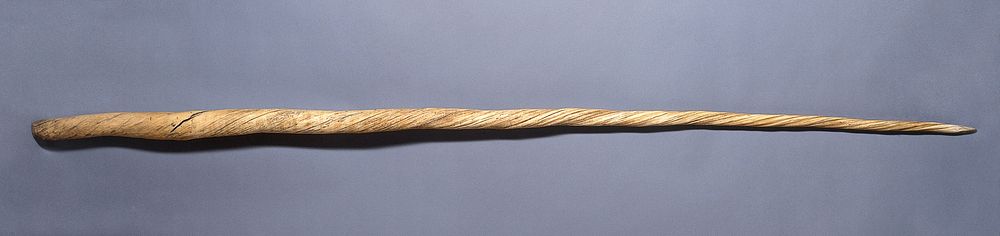 Tusk of the narwhal (Monodon monoceros), or horn of the unicorn.