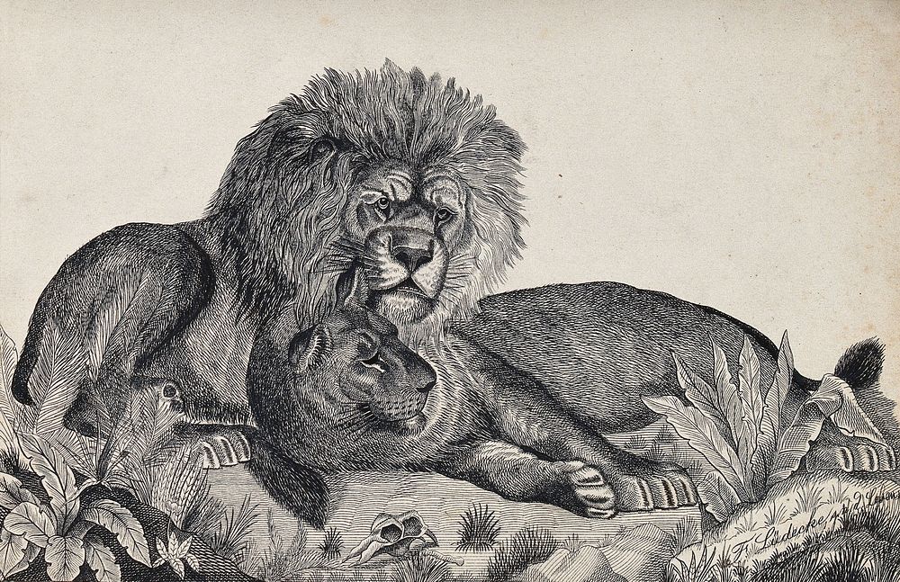 A male and a female lion resting. Reproduction of an etching by F. Lüdecke.