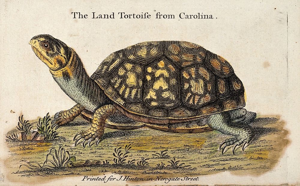 A land tortoise. Coloured etching.