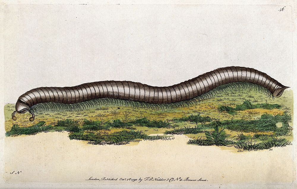 A millipede. Coloured etching, ca. 1790.