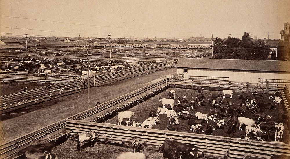 The Chicago Union Stock Yard, Chicago, Illinois: cattle grazing in pens. Photograph, ca. 1880.