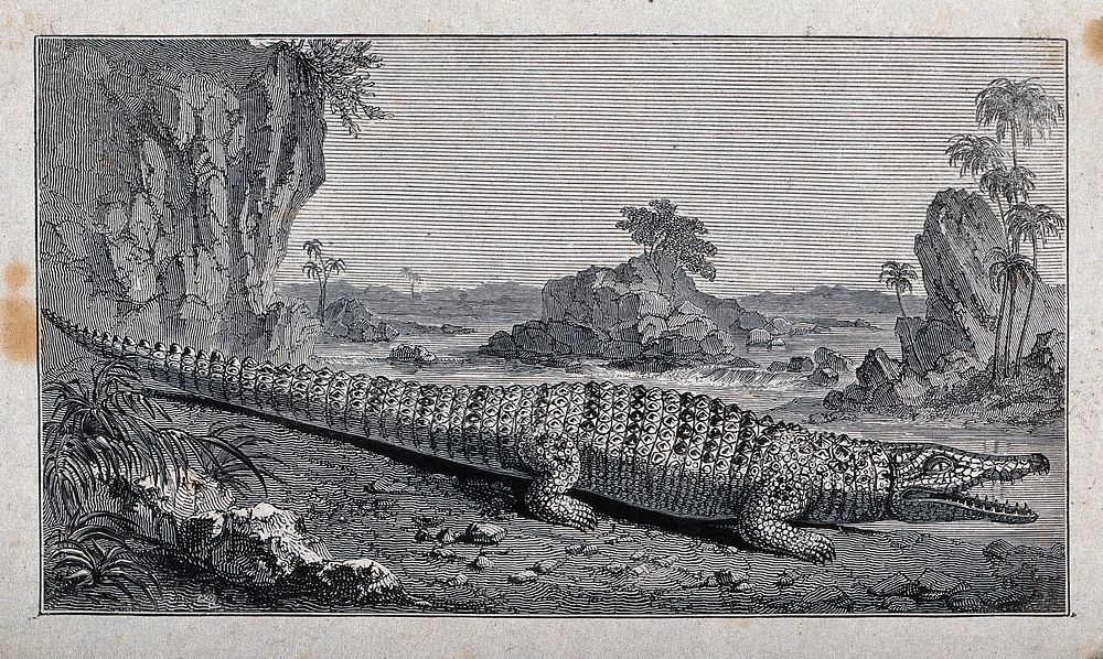 A crocodile in natural surroundings. Engraving.