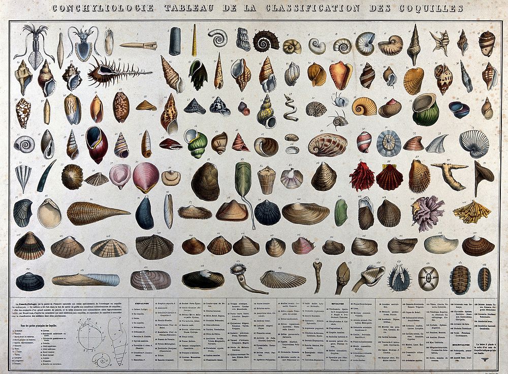 Mollusc shells: classification chart showing 132 varieties, with a diagram below outlining details of the three main shapes.…
