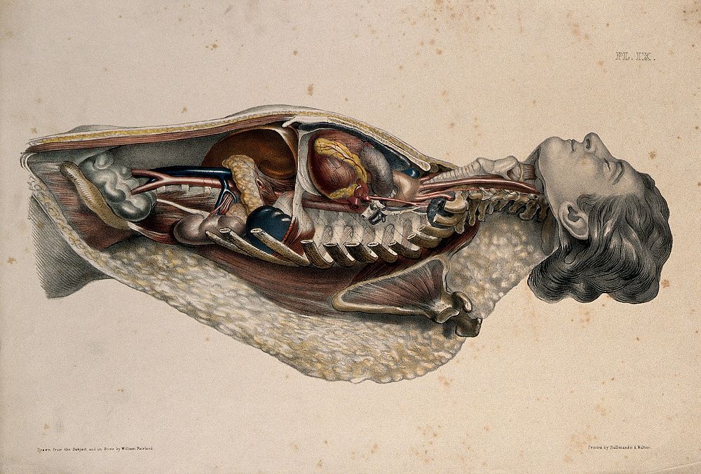 The body of a man lying down, with his trunk dissected to reveal the ribs and viscera. Coloured lithograph by William…