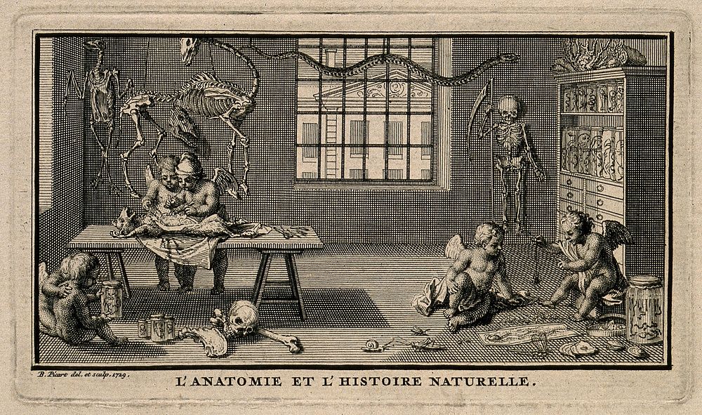 Putti perform an anatomical dissection on a dog; others hold a jar containing a human foetus; two more play with a spider;…