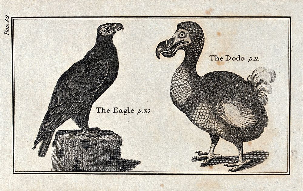 Left, an eagle; right, a dodo. Wood-engraving after T. Bewick.