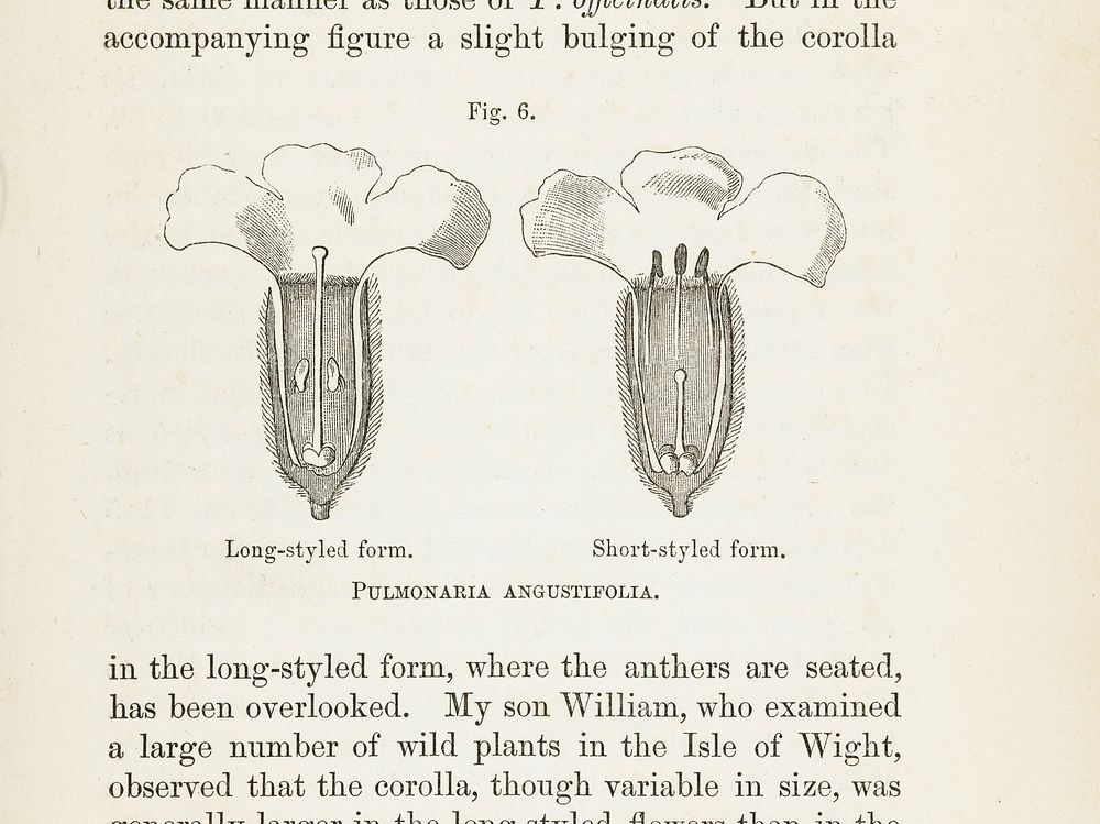 Illustrations of Pulmonaria Angustifolia, both long-styled and short-styled form