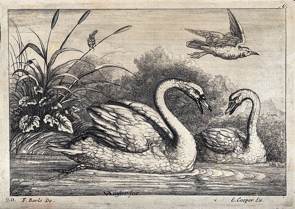 Two swans bickering at the water's edge. Etching after F. Barlow.