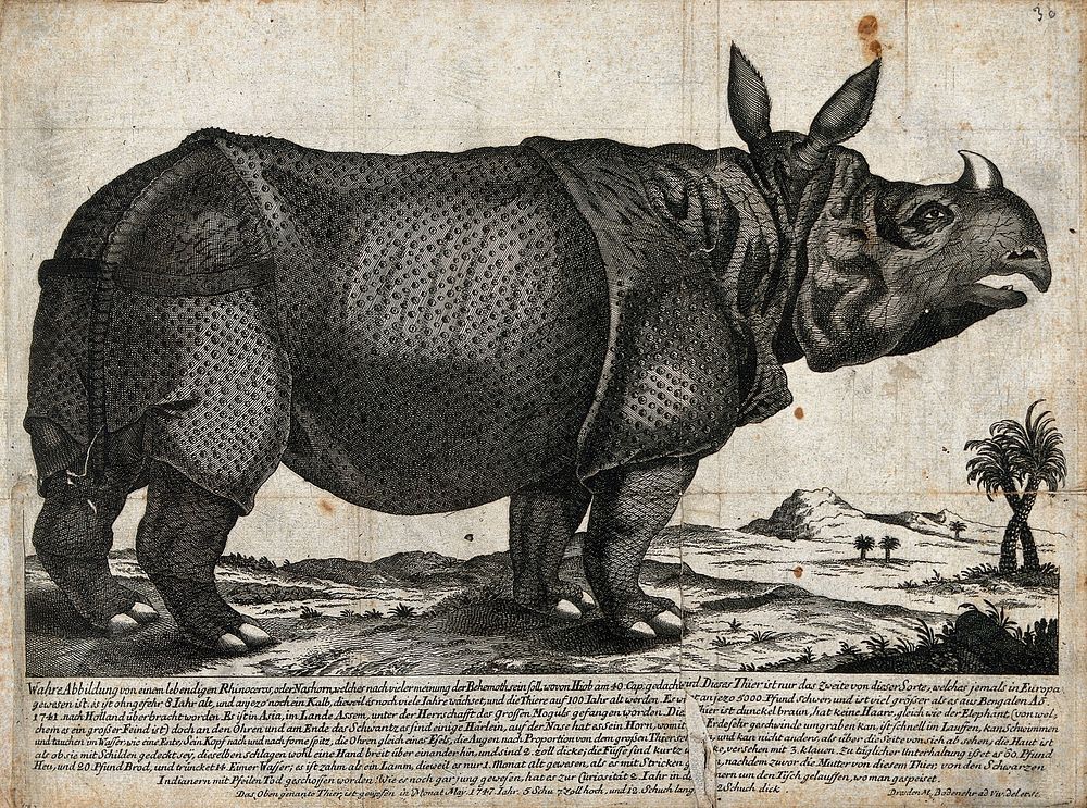 An Indian rhinoceros. Etching by M. Bodenehr, ca 1747.