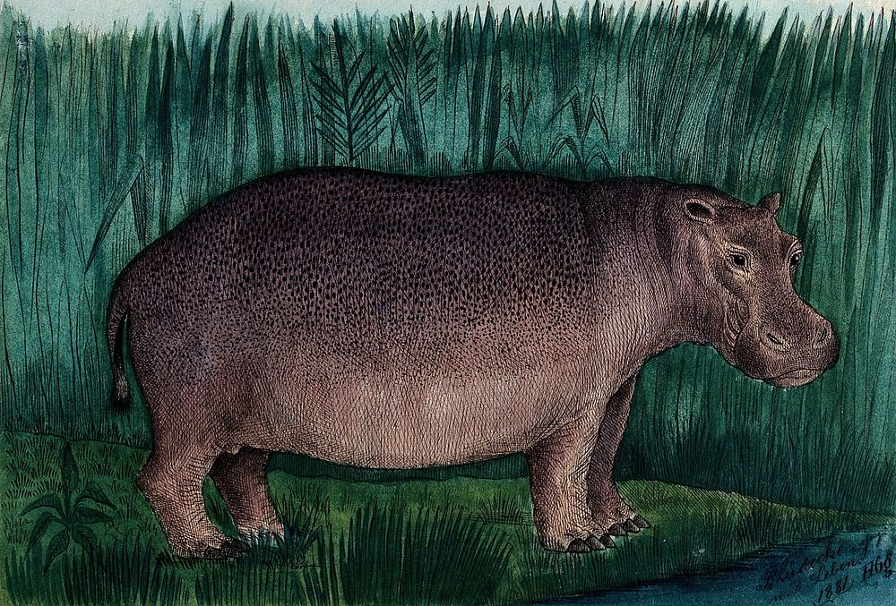 A hippopotamus standing on the shore of a river. Coloured reproduction of an etching by F. Lüdecke.