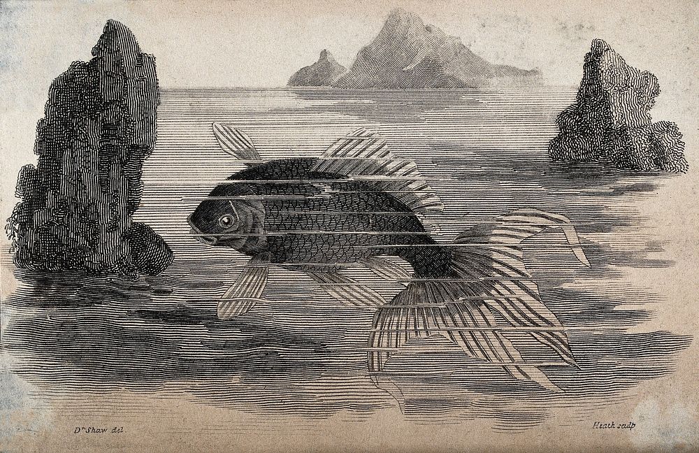 A fish swimming between the rocks in the sea. Etching by J. Heath after G. Shaw.
