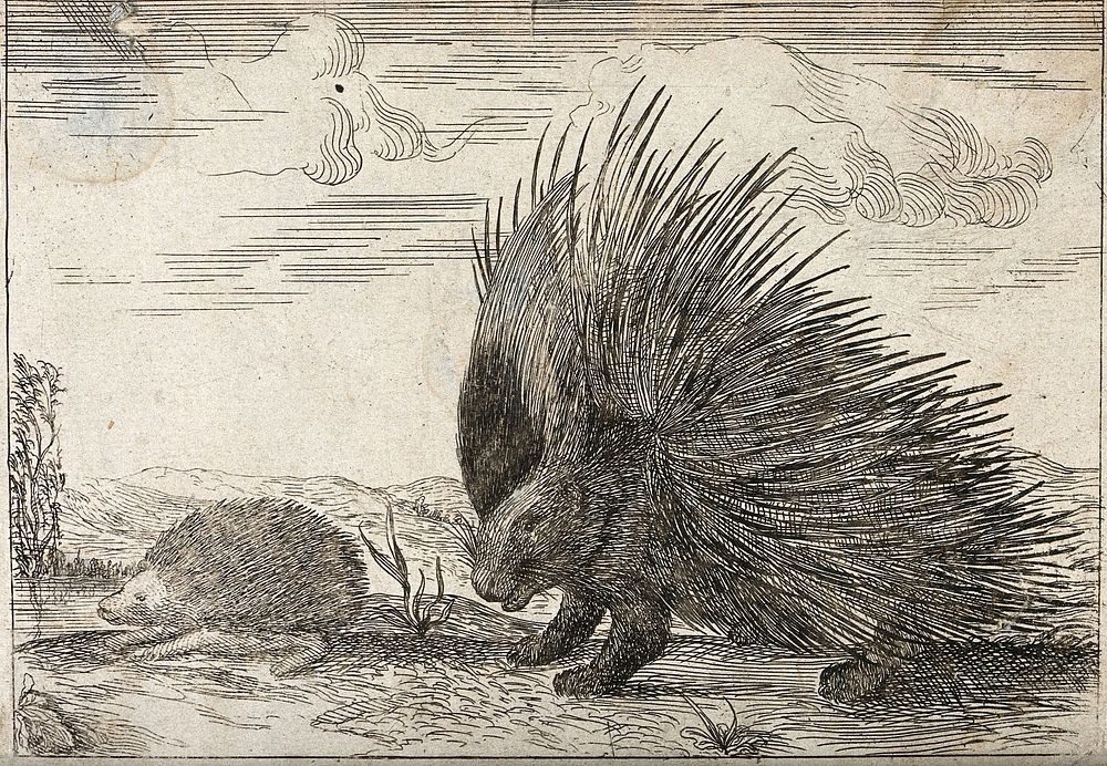 A porcupine with quills erect and a hedgehog. Etching.