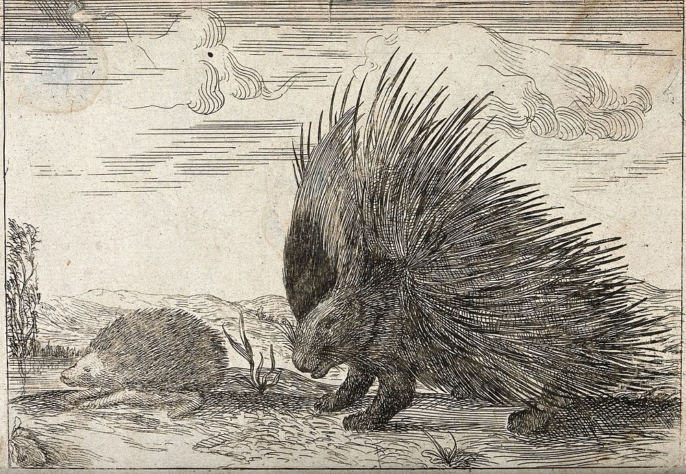 porcupine quills erect and hedgehog. | Free Photo Illustration - rawpixel