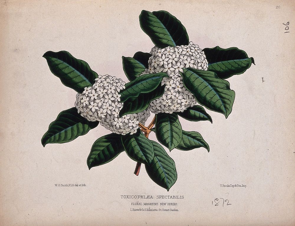 A tropical plant (Acokanthera spectabilis): flowering stem. Coloured lithograph by W. G. Smith, c. 1872, after himself.