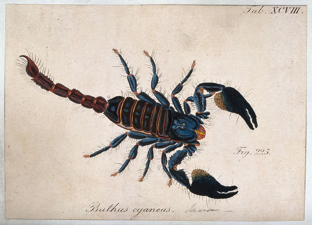 A large scorpion: Buthus cyaneus. Coloured engraving.