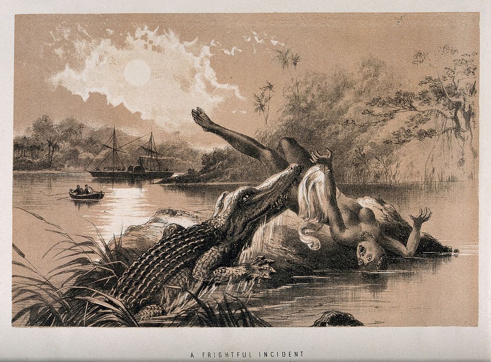 A woman attacked by a crocodile emerging from the water, in central Africa. Lithograph, 1874.