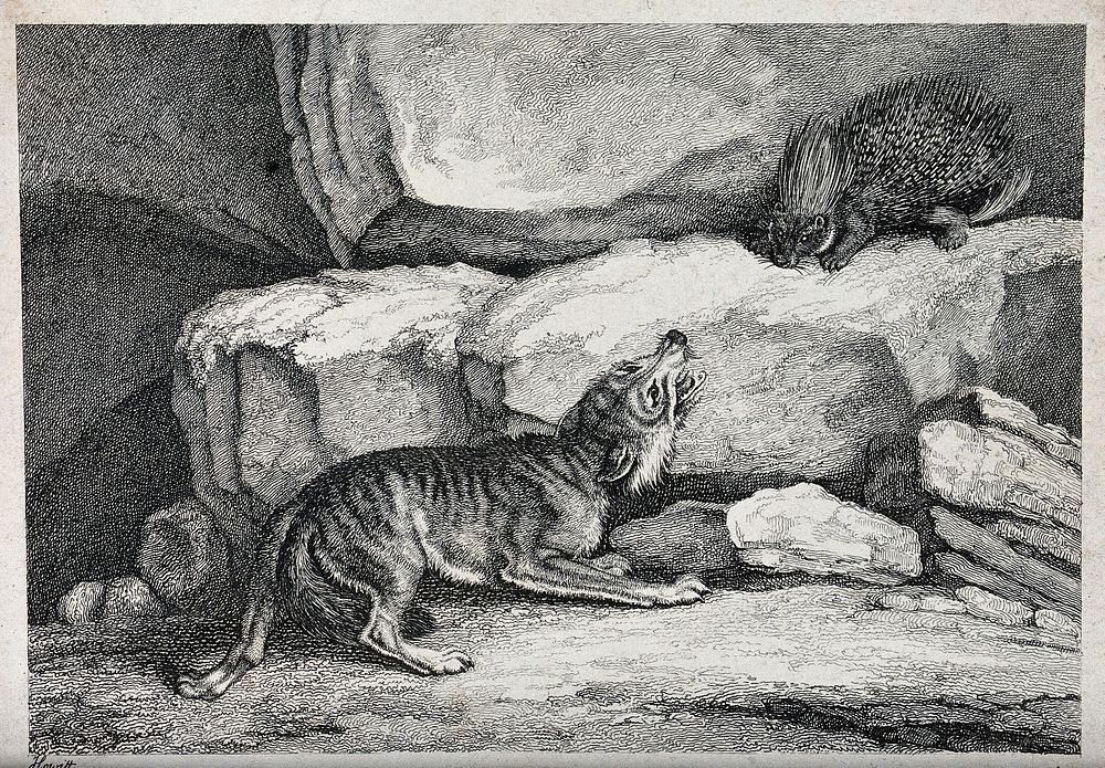 A wolf barking at a porcupine standing on the rock above it. Etching by W-S Howitt, ca 1809.