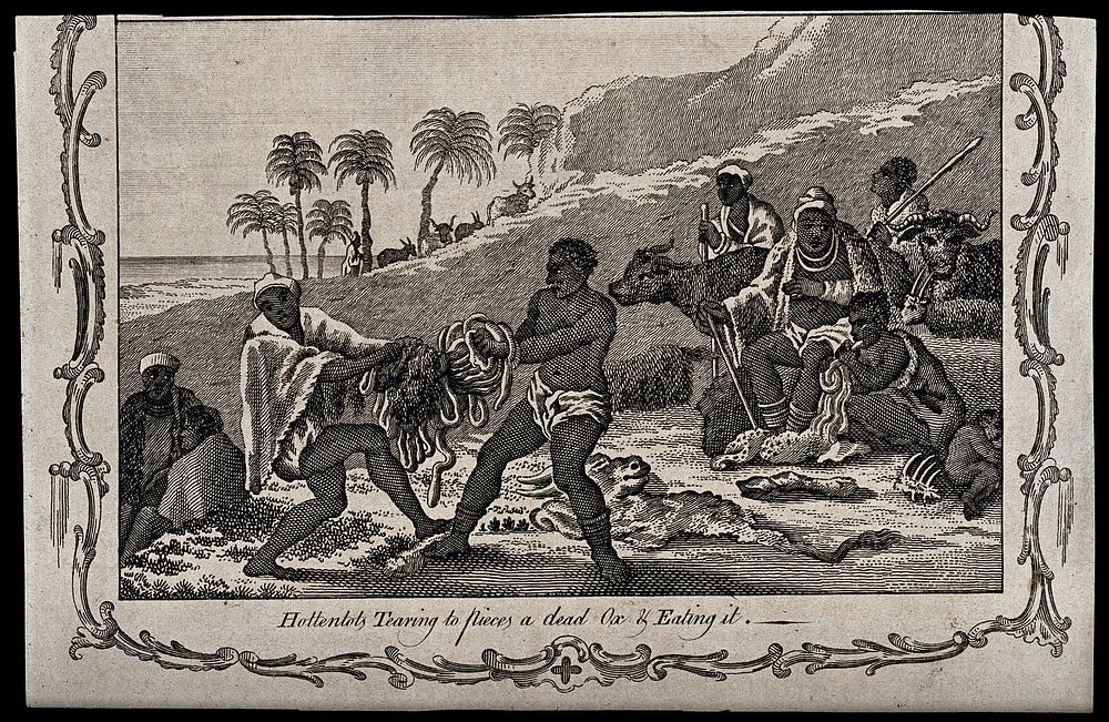 Two Khoikhoi people (South African tribe) tearing the intestines of an ox apart to eat; four men seated in the background…