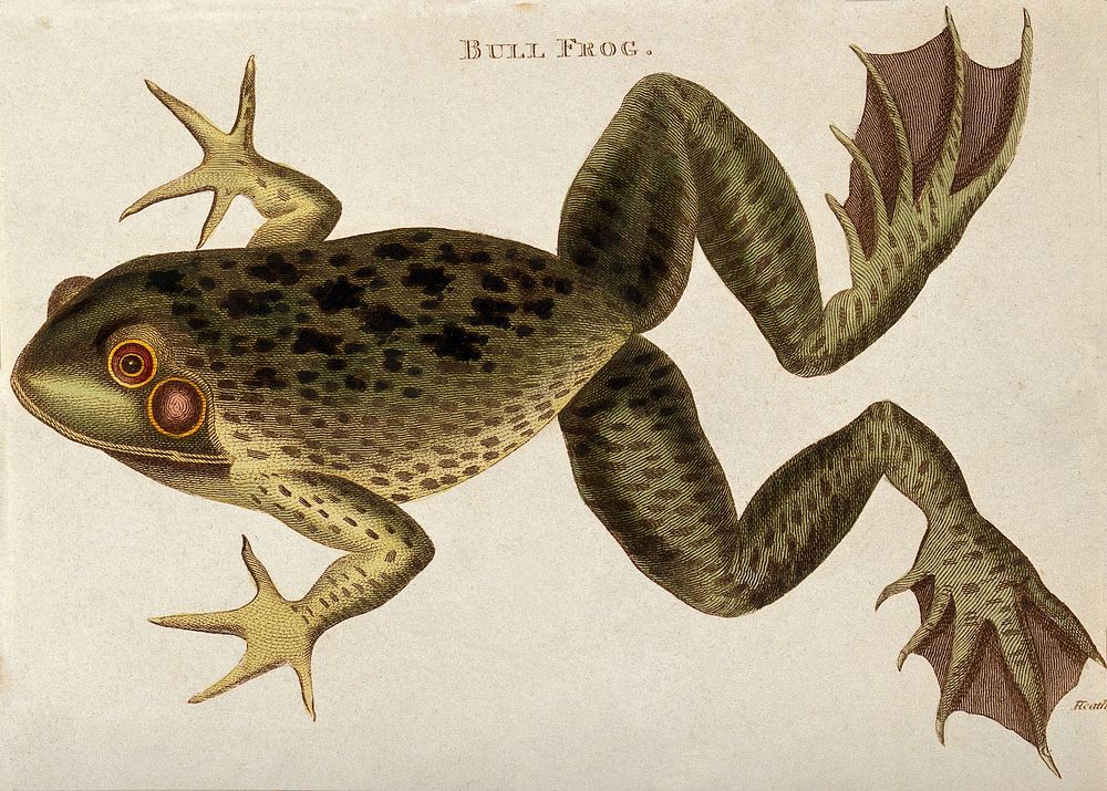 A bull frog. Coloured etching by J. Heath, 1802.