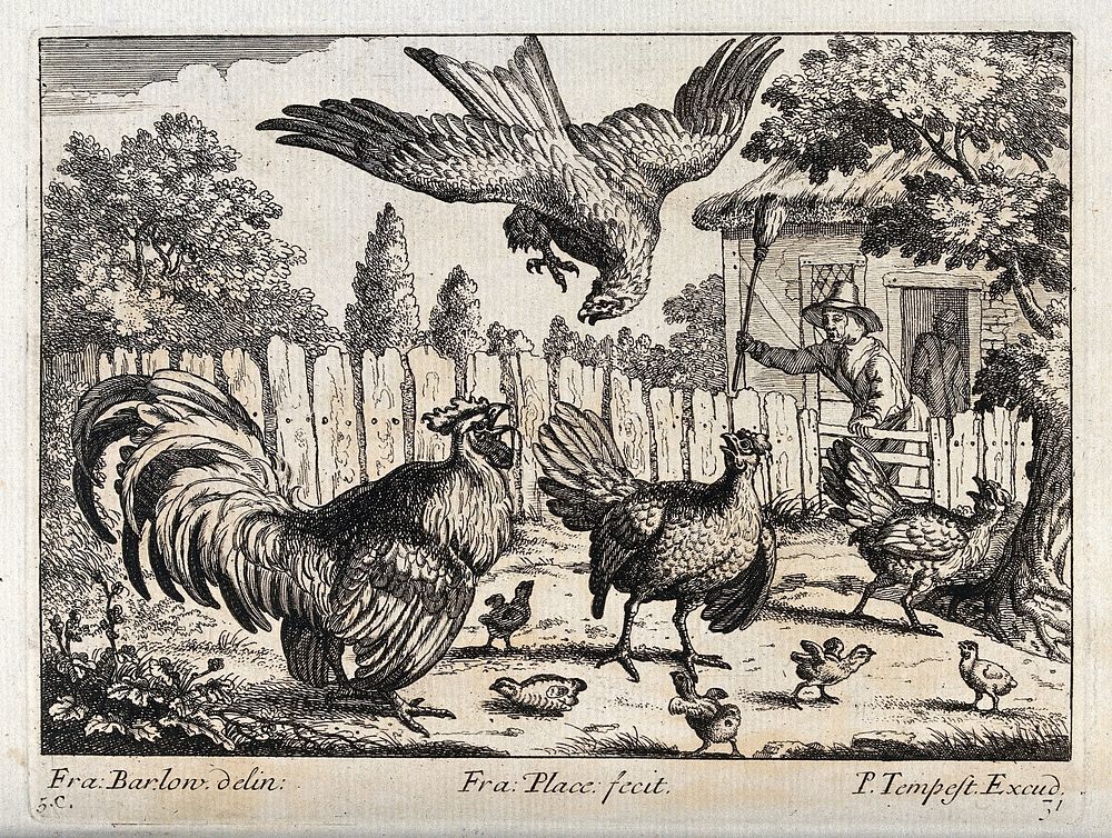 An eagle swooping for some chicks and being attacked by a cockerel and a farmer waving a broom. Engraving by F. Place, ca.…