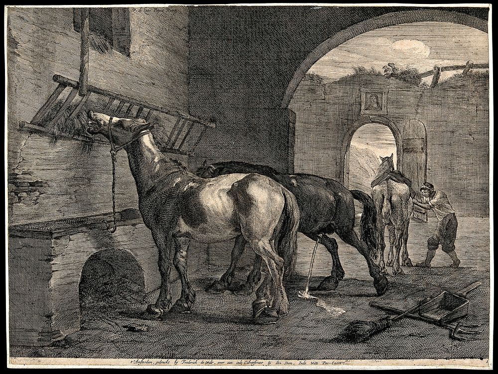 Three horses inside a derelict stable: one is eating from a raised trough, another is urinating and a third one is being…