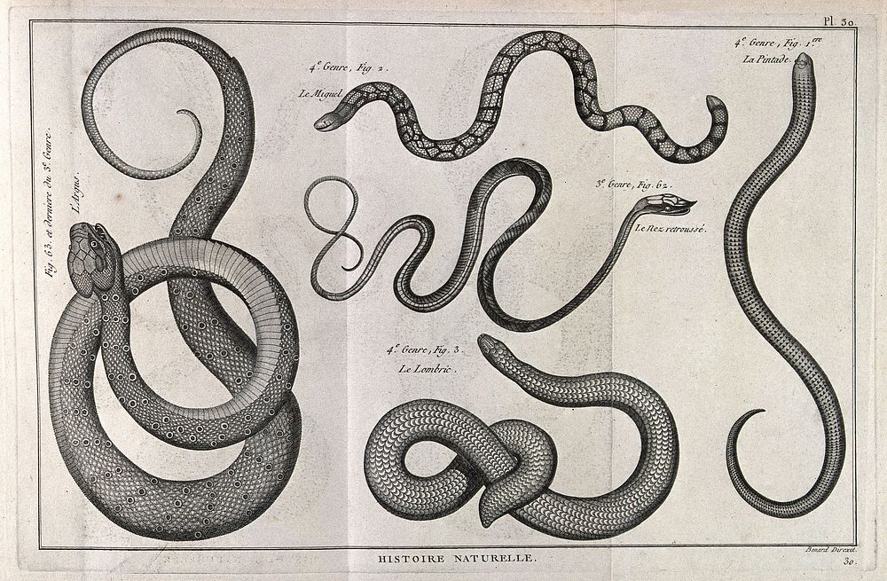 One cobra and four colubrid snakes, including possibly an oriental whip snake and the primitive worm-like species…