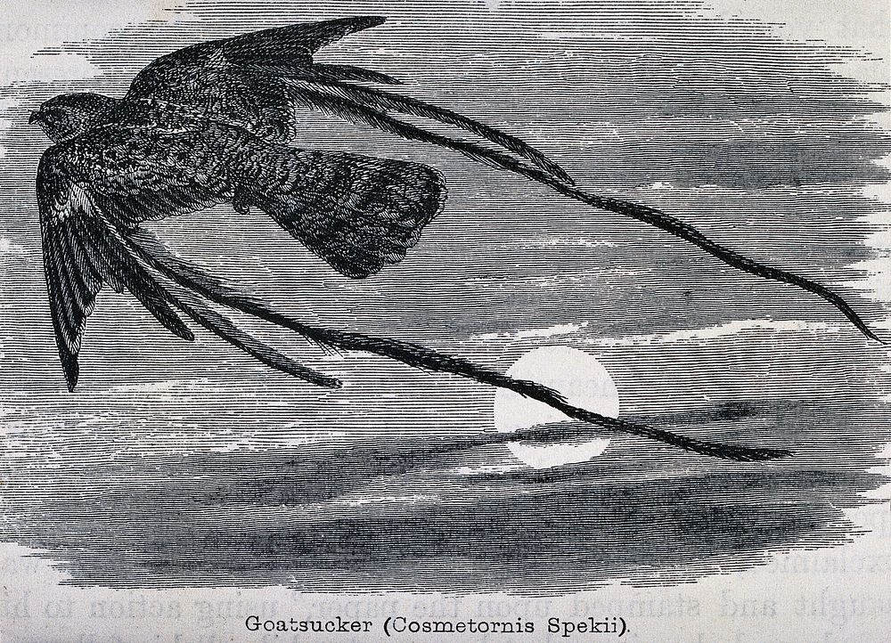 bird: goatsucker nightjar (Caprimulgus species) | Free Photo ...