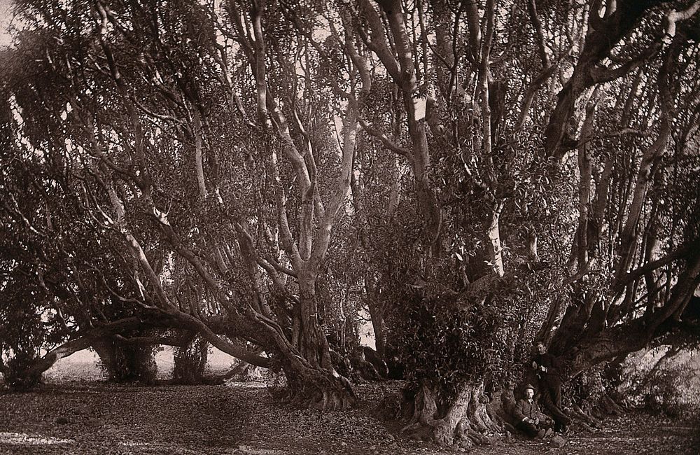 South Africa: the wonderboom and ancient trees near Pretoria. Woodburytype, 1888, after a photograph by Robert Harris.